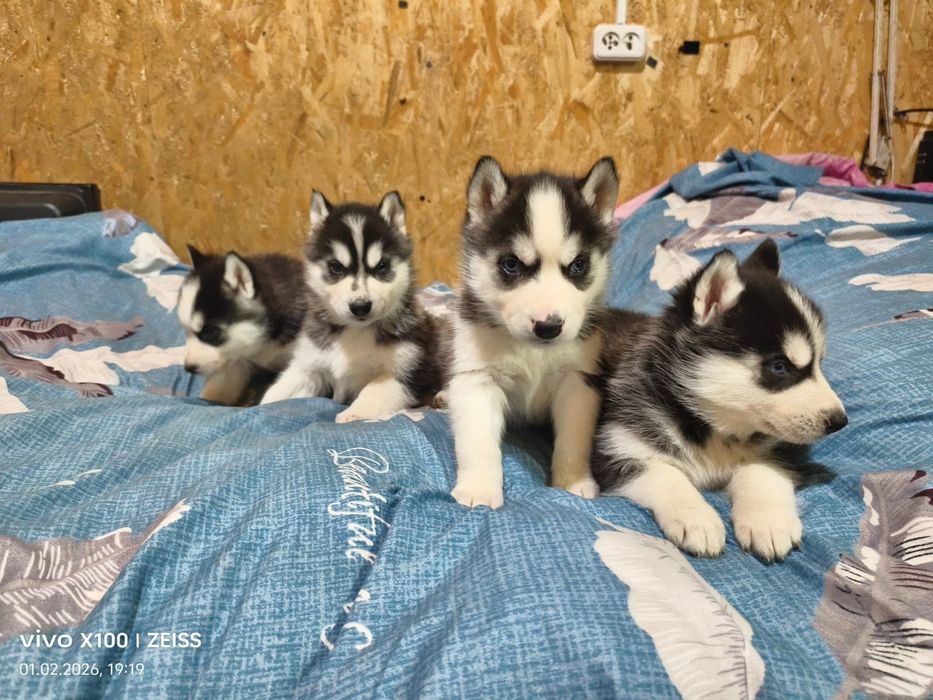 Шикарные щенки сибирской хаски.