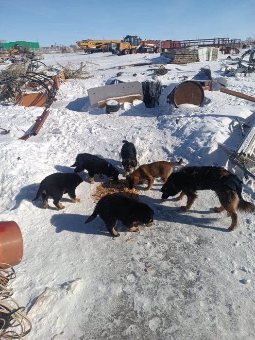 Дарю щенок, щенки, собака