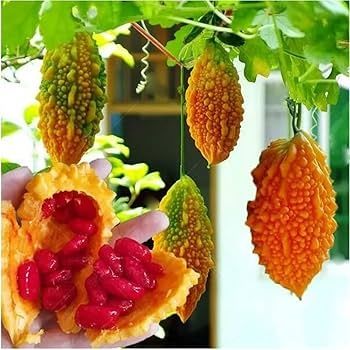 Seminte ' Mormondica  Peru Amar ( diabet) 130  Seminte