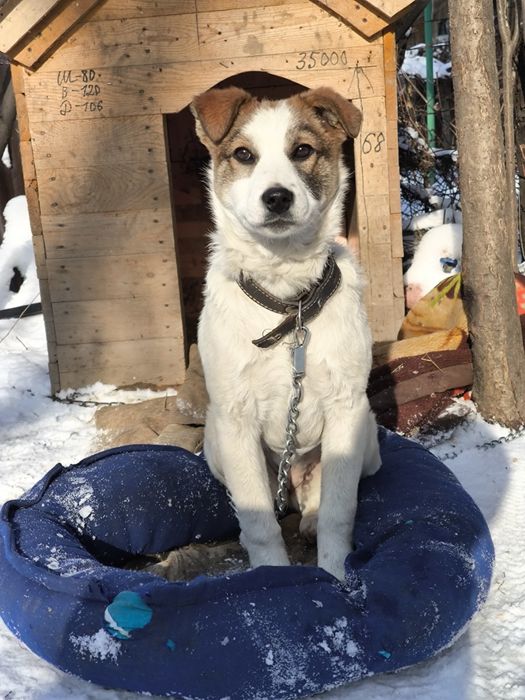 Щенка в добрые руки