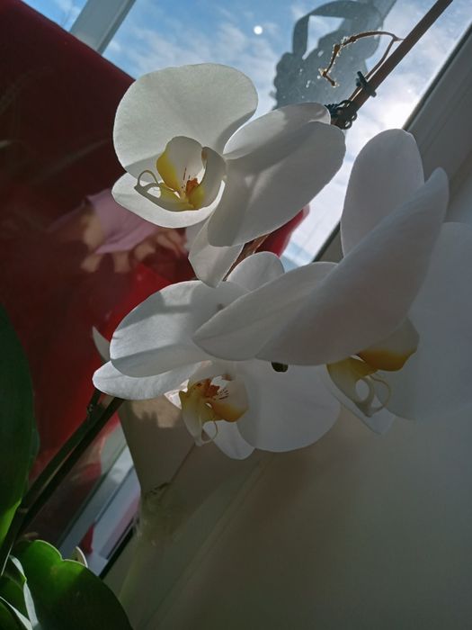 Орхидеи распродажа