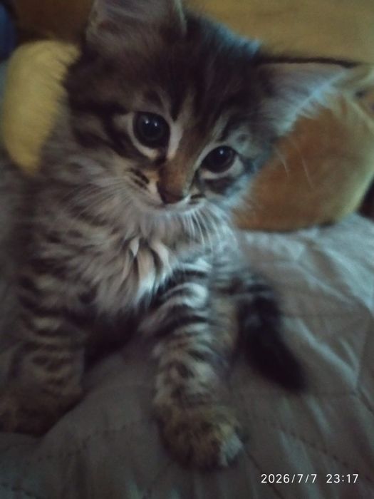 Отдам котят 1.5 месяцев