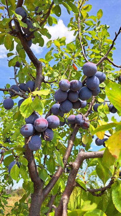 Vindem prune pentru țuică, magiun, compot