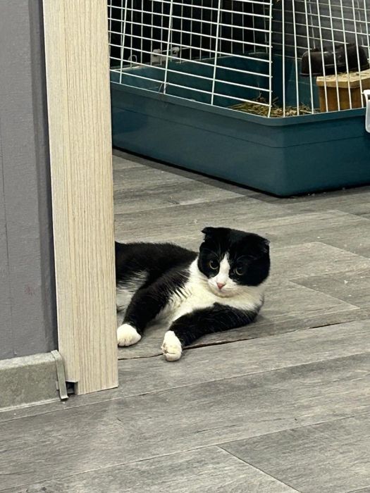 Котенок девочка ищет семью