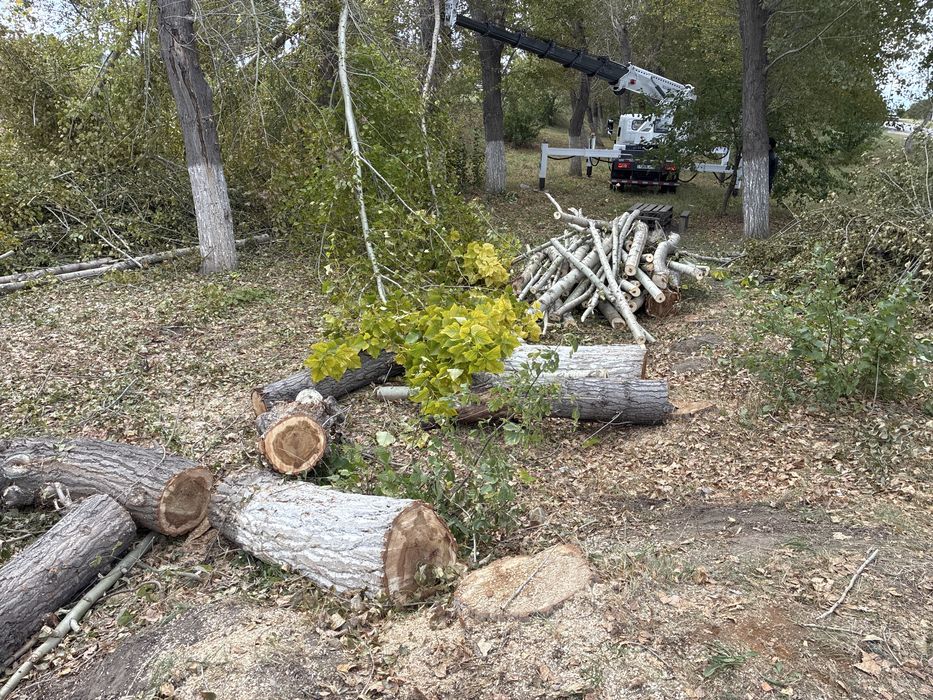 дерево тополь 16 штук