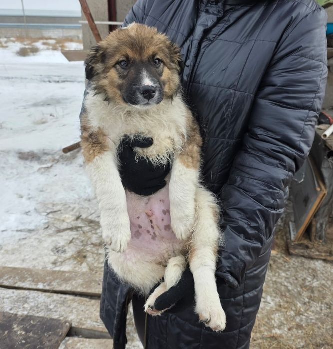 Щенки в добрые руки. Будущие охранники и верные друзья


Давайте пожал