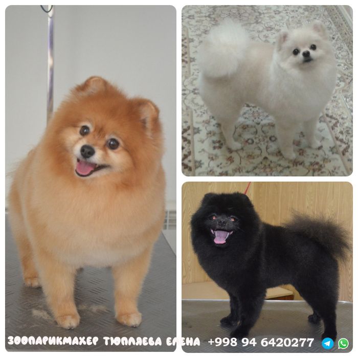 Стрижка груминг собак. Территориально Ц4