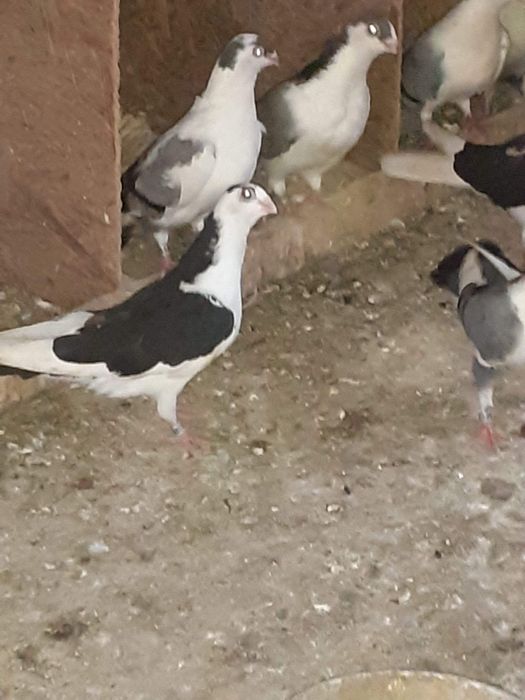 Vând porumbei Galateni pe negru și albastru