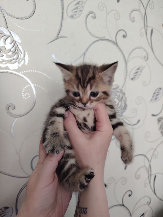 Продам котят , шотландцы.