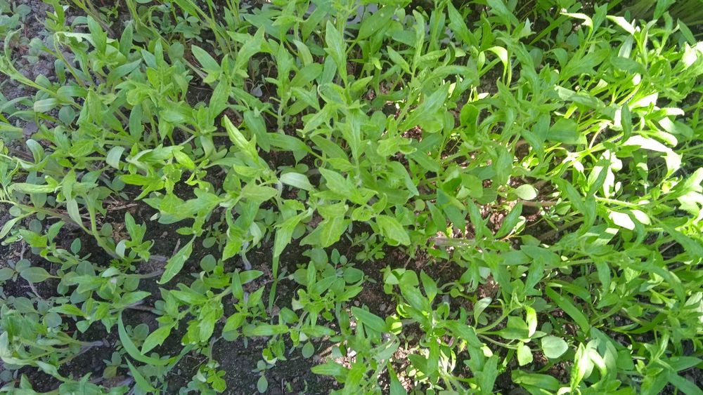 Рассада помидор розовые