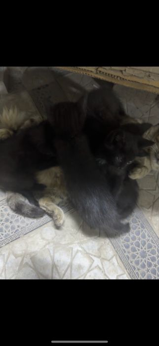 Котята,5 котят с мамой