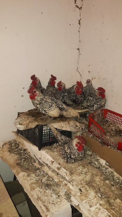 Петушки сибрайт срочно