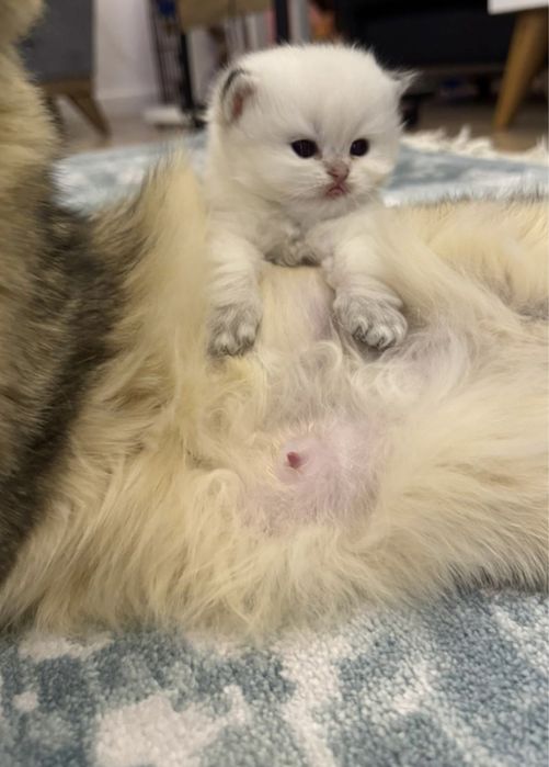 Britanskiy color point