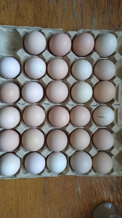 Продаю Кур и Петухов.