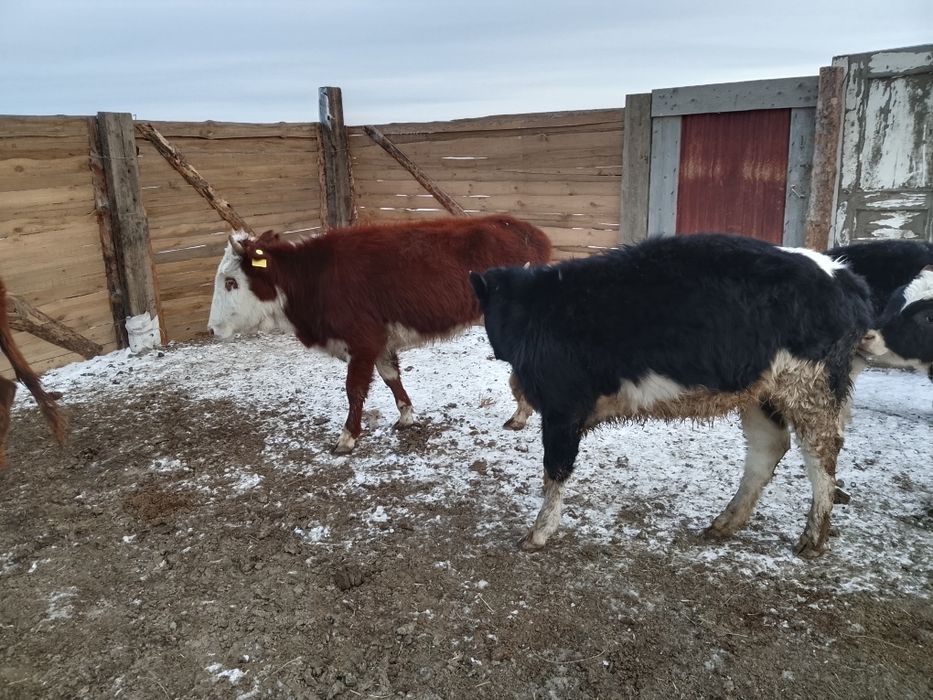 Бука кашарлар...