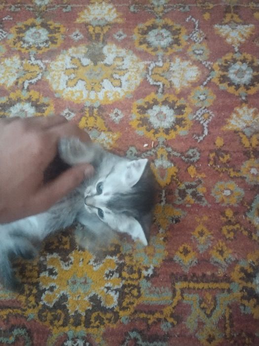 Продаются котята породистые