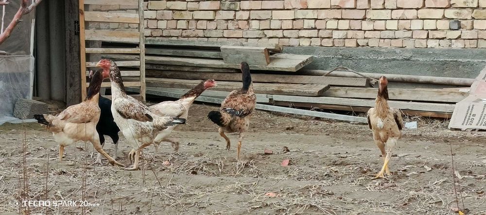 Дакан товукла сотилади