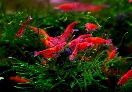 Креветки  красные