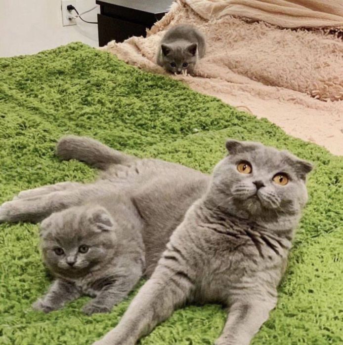 Элитный Scottish Fold — чистая порода, отец из Москвы