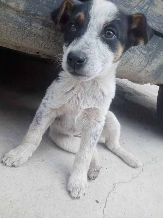 Щенок добрый, красивый белочерная