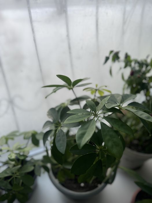 Продам драцену и шеффлера