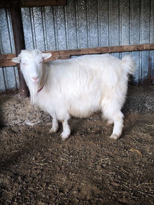 Оптом орыс ешкилер сатылады