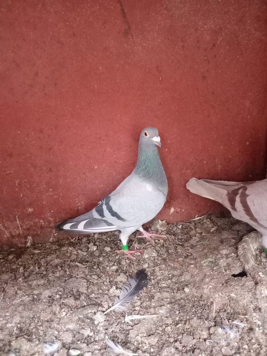 Porumbei voiajori...