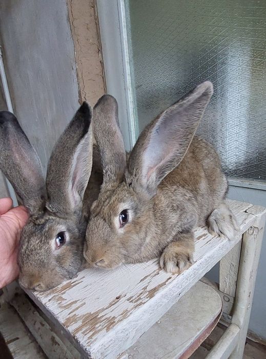 Фландр Ургочи Тошкент