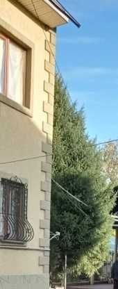 Две Ели 10 метров, самосруб, самовывоз