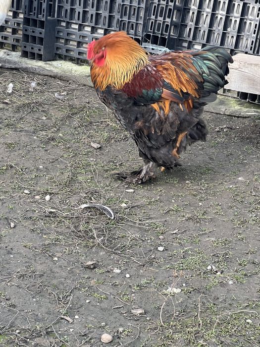 Vand cocosi brahma!!!