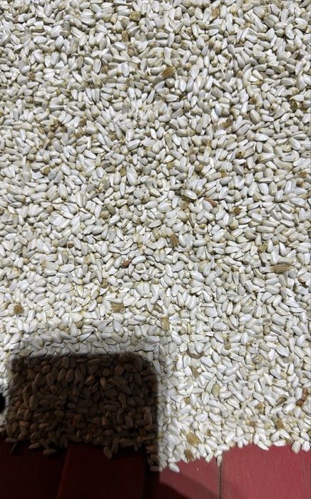 Сафлор чистый, максары