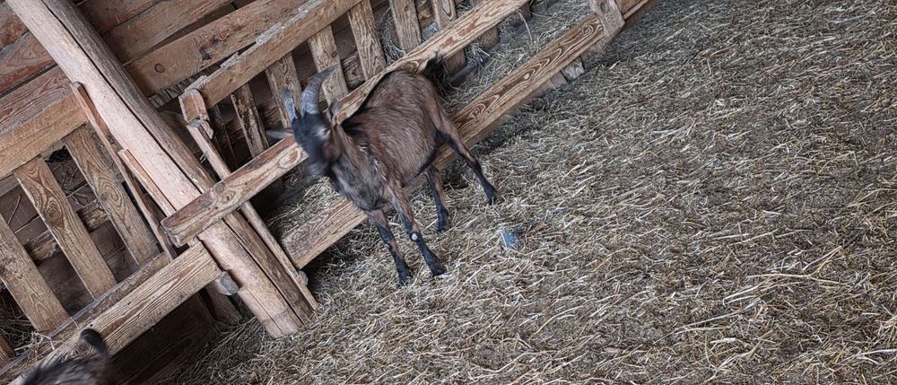 Tap alpin francez cu pedigree!