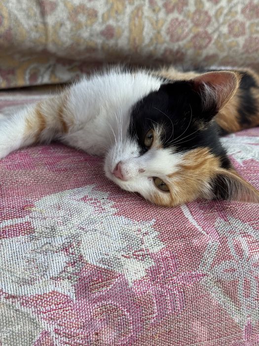 Котята. Три кота и одна кошка