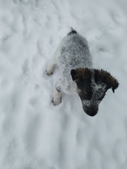 Отдам щенят 3-х месячных