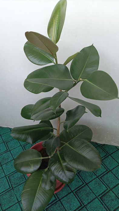 Фикус каучуконосный "Робуста"