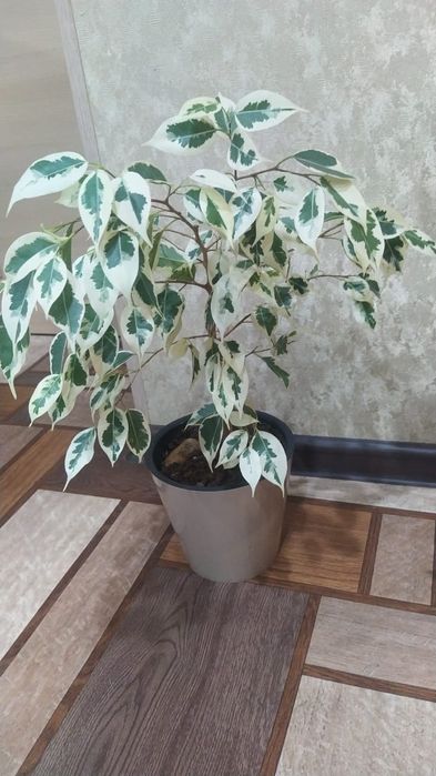 Продам  цветы разные, большие