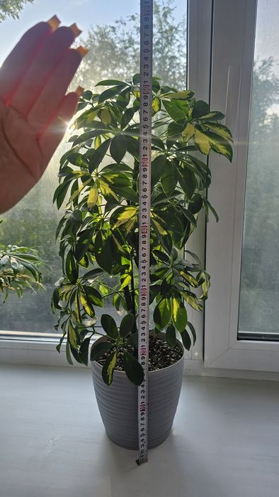 Продам цветок Шеффлера