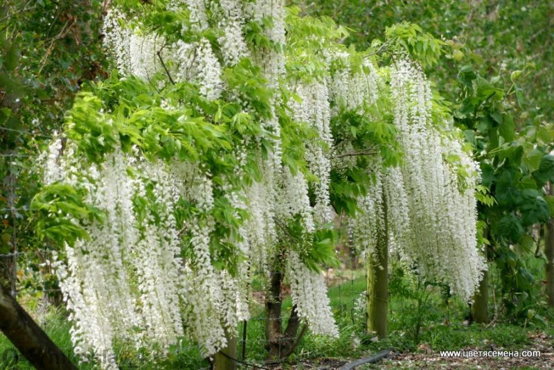 Вистерия (розова,бяла,синя)