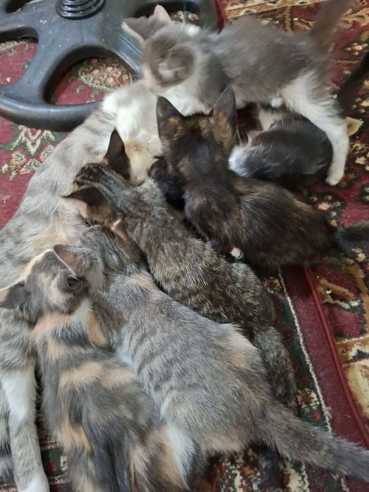 Большая компания весёлых котят !