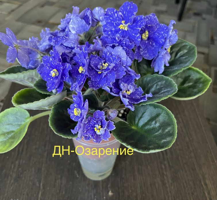 Продам сортовые фиалки