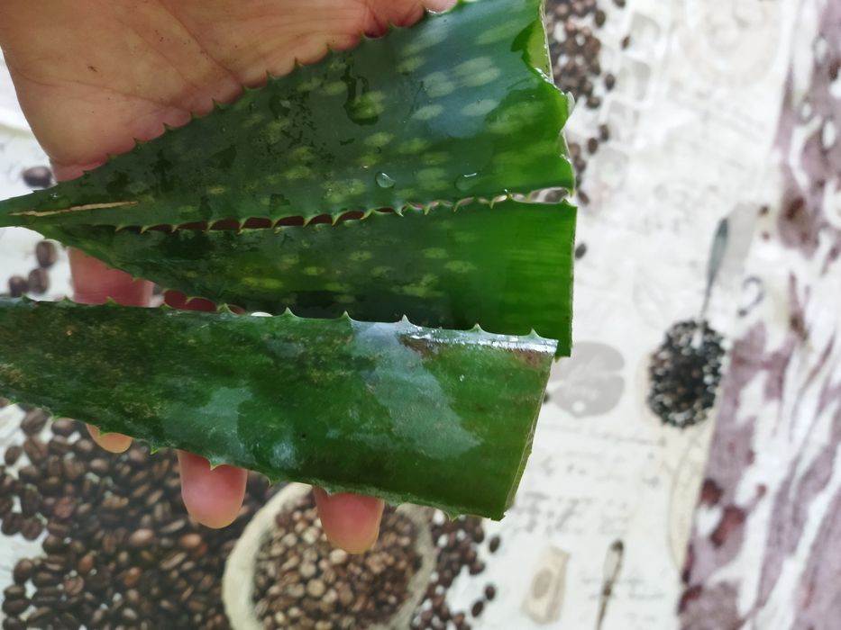 Лечебни растения алое