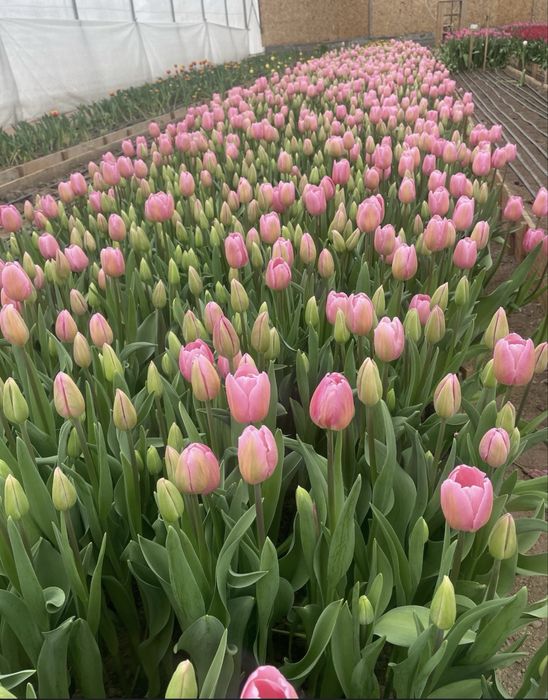 Тюльпаны оптор и в розницу  лучшего качества