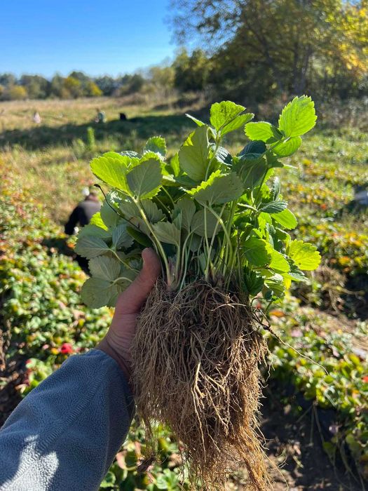 НЕВЕРОЯТЕН СВЕЖ РАЗСАД Ягоди и Малини от Произведител