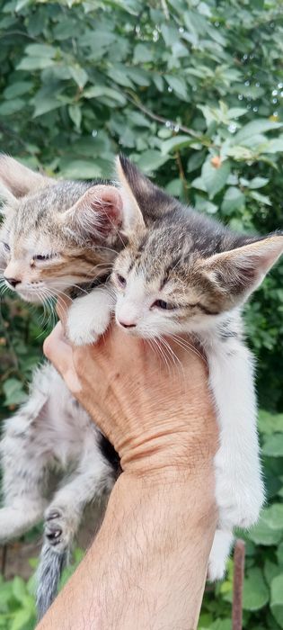 Отдам хорошие руки котят