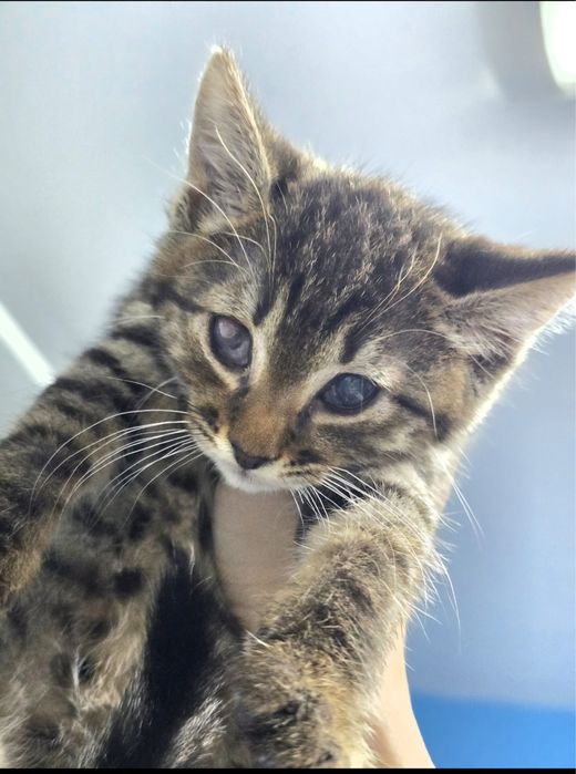 Adoptie pisoiasi