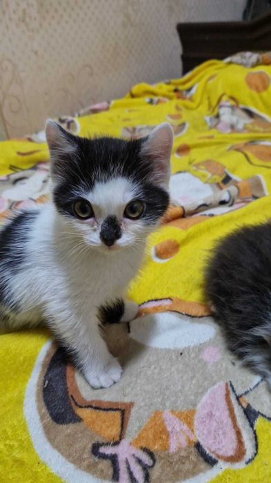 Котята ищут дом.