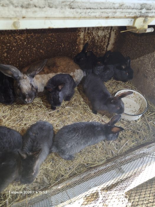 Продам кроликов от 1,5 мес.