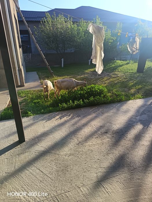 Сауын ешкі сатылады багасын келеміз