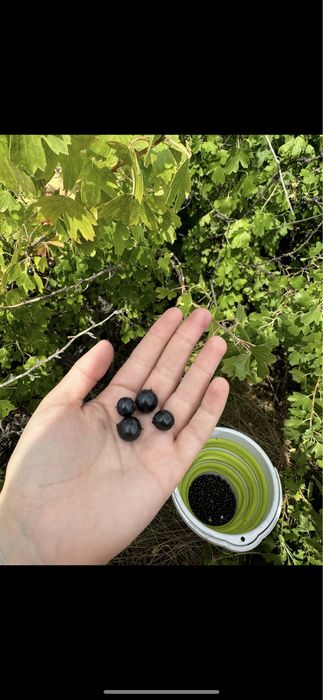 Костная мука удобрения