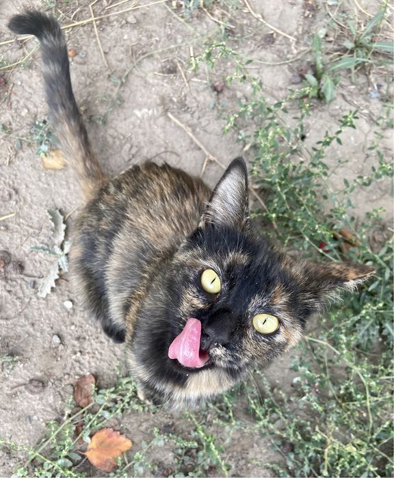 Кошка в добрые руки